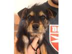 Adopt Carolina a Brown/Chocolate - with Tan Cairn Terrier / Terrier (Unknown
