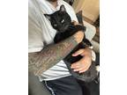Adopt Leo a Black (Mostly) Domestic Shorthair / Mixed (short coat) cat in