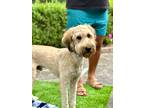 Adopt Eros a Tan/Yellow/Fawn Goldendoodle / Labradoodle / Mixed dog in New York