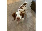 Adopt TX/Scoutie a Red/Golden/Orange/Chestnut - with White Brittany / Mixed dog