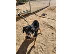 Adopt Sierra a Terrier (Unknown Type, Small) / Mixed dog in California City