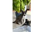 Adopt Blues a Black - with Tan, Yellow or Fawn Boston Terrier / Husky / Mixed