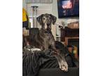 Adopt Beau a Great Dane / Mixed dog in Bullard, TX (41562855)