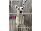 Adopt 2405-0947 Hunter (Available 05/28) a Husky / Shepherd (Unknown Type) /
