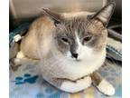 Adopt Chai a Gray or Blue (Mostly) Domestic Shorthair / Mixed (short coat) cat