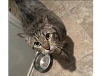 Adopt Sam a Gray or Blue Tabby / Mixed (short coat) cat in Frisco, TX (41564006)