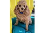 Adopt Chief a Red/Golden/Orange/Chestnut Poodle (Toy or Tea Cup) / Mixed dog in