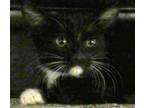 Adopt Janeway a Black & White or Tuxedo American Shorthair (short coat) cat in