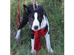 Adopt Willy a Black - with White Border Collie / Mixed dog in Brattleboro