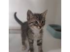 Adopt Banana a Domestic Shorthair / Mixed cat in Oceanside, CA (41563996)