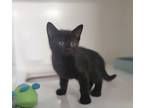 Adopt Mars a Domestic Shorthair / Mixed cat in Oceanside, CA (41563995)