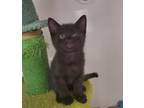 Adopt Onyx a Domestic Shorthair / Mixed cat in Oceanside, CA (41563993)