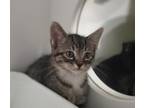 Adopt Biscuit a Domestic Shorthair / Mixed cat in Oceanside, CA (41563992)