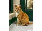 Adopt Snapper a Orange or Red Domestic Shorthair / Mixed Breed (Medium) / Mixed