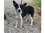 Adopt Rosie a Tricolor (Tan/Brown & Black & White) Cattle Dog / Border Collie /