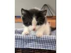 Adopt Lila a Black & White or Tuxedo Domestic Shorthair / Mixed (short coat) cat