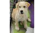 Adopt Rusy a White - with Tan, Yellow or Fawn Terrier (Unknown Type