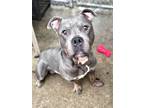 Adopt Teddy a Gray/Blue/Silver/Salt & Pepper Pit Bull Terrier / Mixed dog in