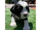 Tibetan Terrier Puppy for sale in Tiburon, CA, USA