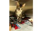 Adopt 2405-0885 Cam a Domestic Shorthair / Mixed cat in Virginia Beach