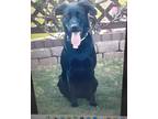 Adopt Penny a Black Labrador Retriever / Mixed dog in Clover, SC (41563896)