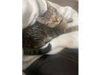 Adopt no name yet a Tiger Striped Domestic Shorthair / Mixed (short coat) cat in
