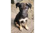 Adopt Romeo a Shepherd (Unknown Type) / Mixed dog in Matawan, NJ (41563892)