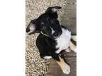 Adopt Jules a Shepherd (Unknown Type) / Mixed dog in Matawan, NJ (41563891)