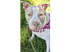 Adopt Fountain Blu a White - with Tan, Yellow or Fawn Pit Bull Terrier / Mixed