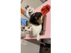 Adopt Mattress a Calico or Dilute Calico Domestic Shorthair / Mixed (short coat)