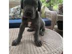 Great Dane Puppy for sale in Dearing, GA, USA