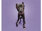 Adopt Aubergine a Mixed Breed (Large) / Mixed dog in Durham, NC (41563809)