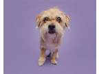 Adopt Benji a Mixed Breed (Small) / Mixed dog in Durham, NC (41563807)