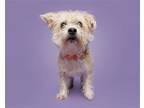 Adopt Sammie a Mixed Breed (Small) / Mixed dog in Durham, NC (41563806)