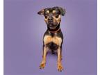 Adopt Otto a Mixed Breed (Medium) / Mixed dog in Durham, NC (41563804)