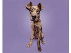 Adopt Tigger a Mixed Breed (Large) / Mixed dog in Durham, NC (41563803)