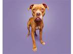 Adopt Edith a Mixed Breed (Medium) / Mixed dog in Durham, NC (41563865)