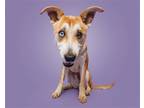 Adopt Dallas a Mixed Breed (Small) / Mixed dog in Durham, NC (41563863)