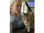 Adopt Coraline a Spotted Tabby/Leopard Spotted Tabby / Mixed (short coat) cat in