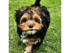Yorkshire Terrier Puppy for sale in Mankato, MN, USA