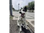 Adopt Tilly Mae a Black - with White Great Pyrenees / Australian Cattle Dog /