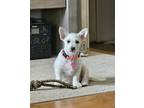Adopt Meatball a White - with Brown or Chocolate Corgi / Mixed dog in Diamond
