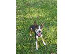 Adopt Bullseye a Brown/Chocolate - with White Rat Terrier / Mixed dog in Miami