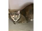 Adopt Lilo a Gray or Blue (Mostly) Domestic Shorthair (short coat) cat in