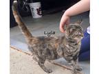 Adopt Lyla a Tortoiseshell Domestic Mediumhair (medium coat) cat in Winston