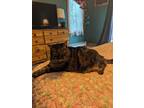 Adopt Bella a Tiger Striped Tabby / Mixed (short coat) cat in Tolland
