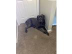 Adopt Thor a Gray/Blue/Silver/Salt & Pepper Cane Corso / Mixed dog in Annapolis