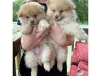 Pomeranian Puppy for sale in Inman, SC, USA
