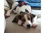 Adopt Ronnie a Tricolor (Tan/Brown & Black & White) Treeing Walker Coonhound /