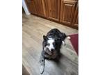 Adopt Millie a Black - with Gray or Silver Australian Shepherd / Mixed dog in